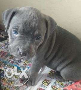 American bully and pittbull fabolouse quality with guarnteed