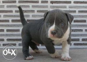 American bully and pittbull very heard working puppy always