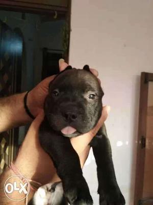 American pitbull puppy for sale in ghaziabad