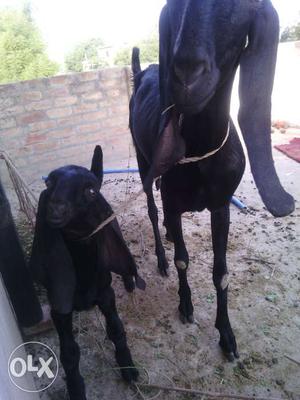 Amritsari goat full black long height and long