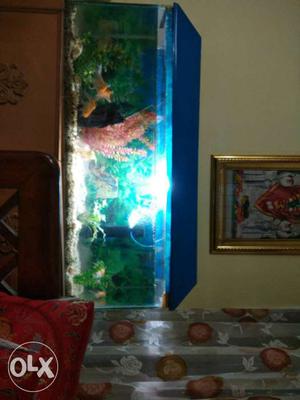 Aquarium for sale wid 7 big gold fishes and a red