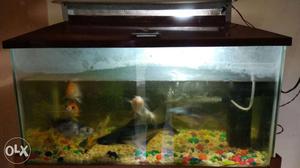 Aquarium for sell with big healthy fishes