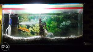 Aquarium with all decorations and eqipments only at Rs. 