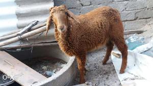 Arjent sale telengana male sheep 4 months old