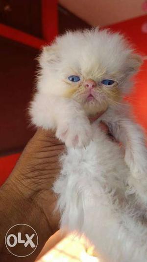 Available blue eyes Persian kitten 45 to 55 days