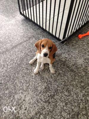Beagle dog (female), trained, 5 months age,