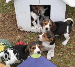 Beagle puppies available at Shillong. Price little