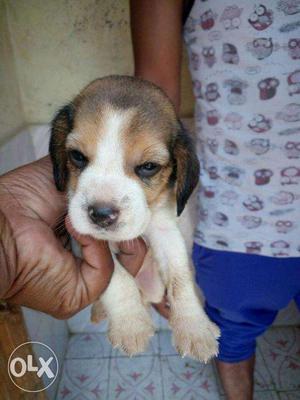 Beagle puppies avilable male and female full marking