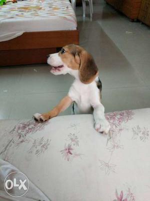 Beagle pure breed 3 months old