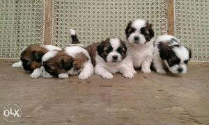 Beautiful tricolour lashapso puppies available