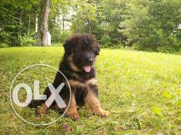 Best GSD puppies available only at Mr. Dog Jaipur328