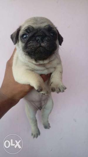 Best Pug puppies available only at Mr. Dog Jaipur102