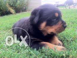 Best Rttweiler puppies available in Jaipur236
