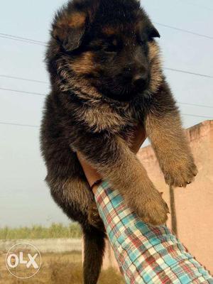 Best quality german sheprhd puppies avilable free home
