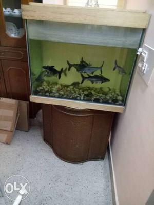 Big fish tank.. with 10 shark fishes along with