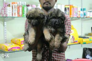 Black And Brown German Shpherd Puppies
