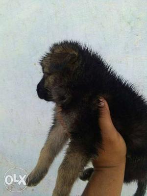 Black And Tan Causcasian Shepherd Puppy