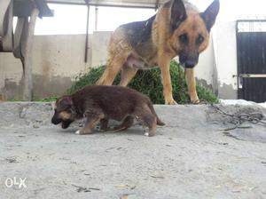 Black And Tan German Shepherd Dog And Puppy