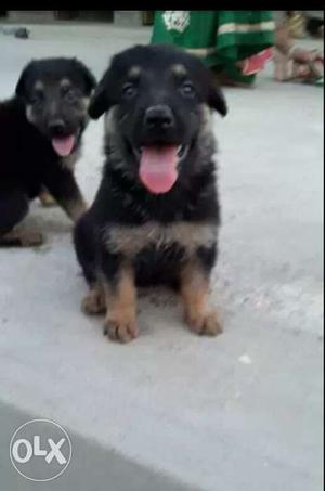 Black And Tan German Shepherd Puppies