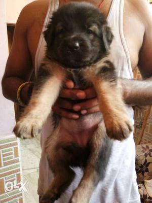 Black And Tan German Shepherd Puppy available for show home.