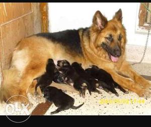 Black And Tan German Shepherd With Black Puppy Litter