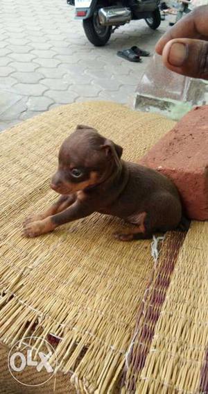 Black And Tan Miniature Pinscher Puppy