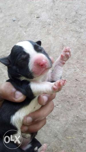 Black And White American Pitbull Terrier Puppy