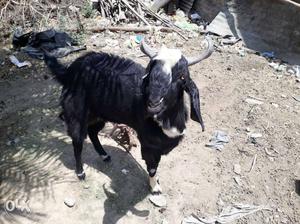 Black And White Nubian Goat