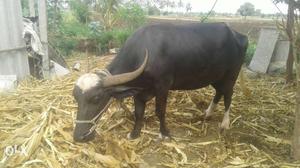 Black Cow In Mudhol