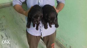 Black Labrador female puppy available in pure