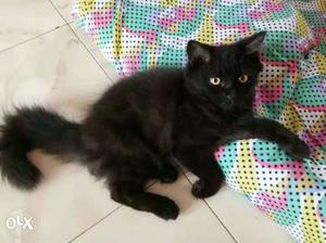 Black Tabby Kitten male