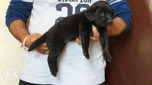Black and golden labrador puppies avilable