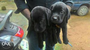 Black & chocolate, 40 days old labrador puppies..