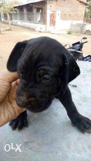 Black female great dane puppy... waight 3.5kg