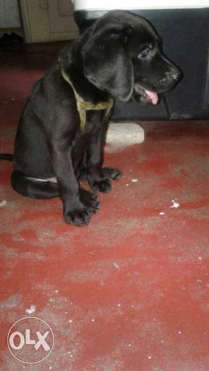 Black male Labrador.. 1st vaccine completed..