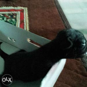 Black pug puppy femail 16 days