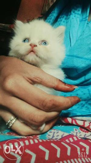 Blue eyes female kitten 1 months old