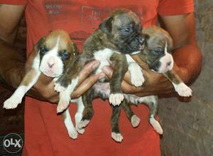 Boxer Puppies available male  Female 