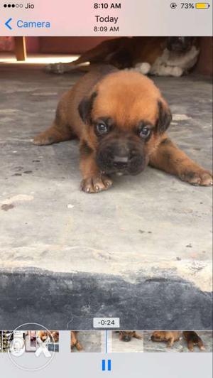 Boxer female pup 16days old best quality tail crop krva rkhi