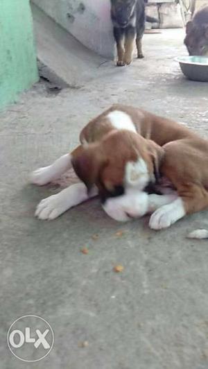 Boxer male available male  available