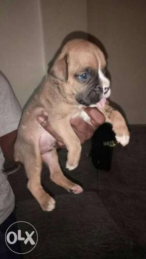 Boxer puppies available security purpose dog