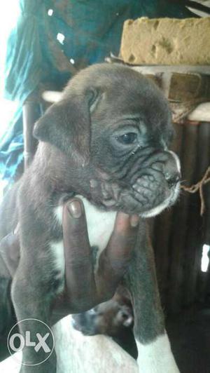 Boxer puppies available with us.