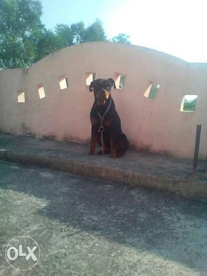 Brown And Black Rottweiler Dog