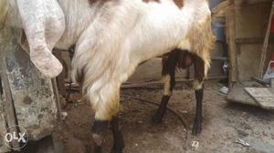 Brown Spotted White Anglo-Nubian Goat