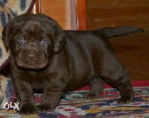 Brown labrador Puppies For Sale. VERY healthy