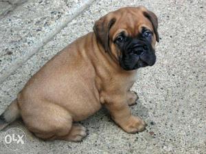 Bull mastiff puppies available for sell