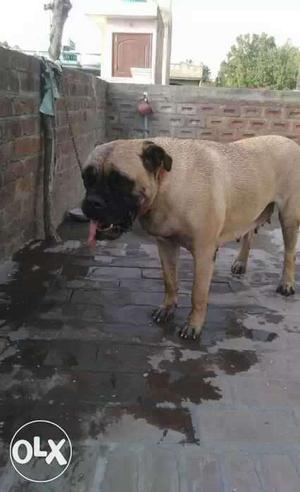 Bullmastiff female saleDinanagar