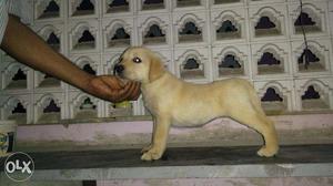 Ch. Blood Line Labrador Retriever Puppies for sale