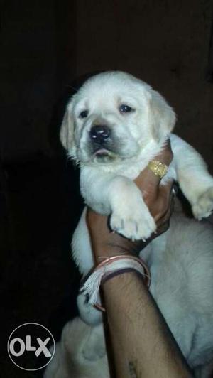 Champion blood line Labrador puppies available