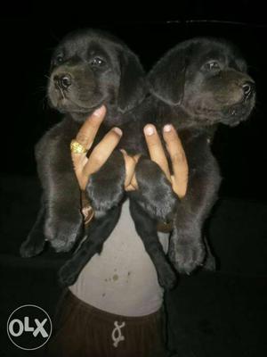 Champion line puppies black colour labradore